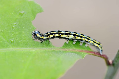 Blossom Underwing