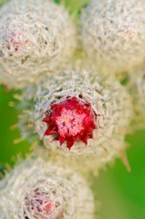 Felt burdock