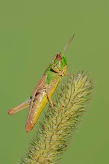 Common Meadow grasshopper