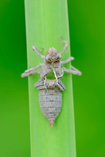 Black-tailed Skimmer
