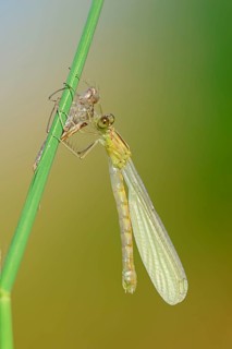 Willow Emerald Damselfly
