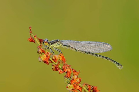Small Red-eyed Damselfly