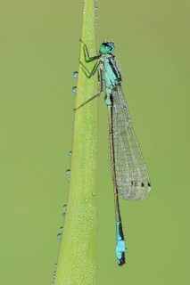 Blue-tailed damselfly