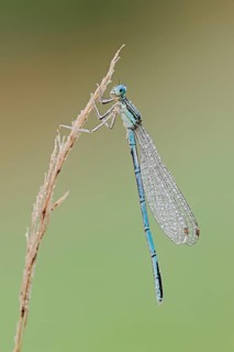 White-legged damselfly