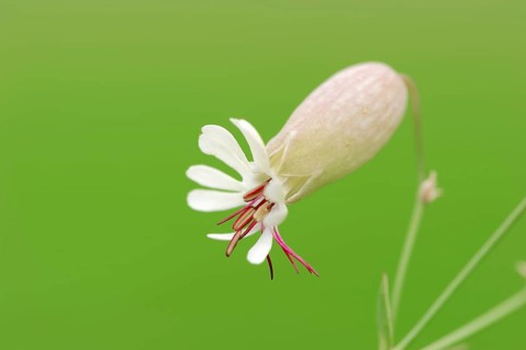 Bladder Campion