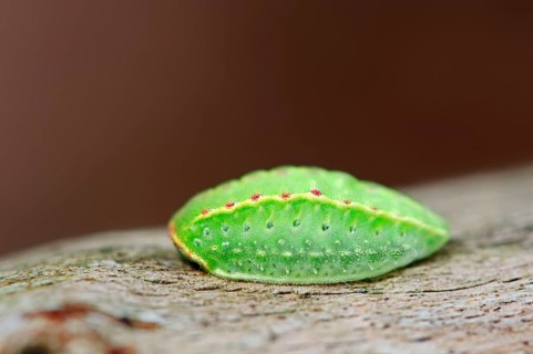 Apoda limacodes