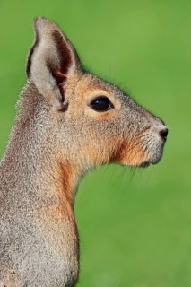 Patagonian mara