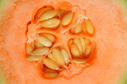 Honeydew melon