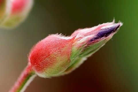 Princess flower