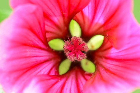 Annual Malope
