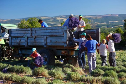 Lavender harvest