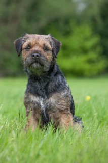Border terrier