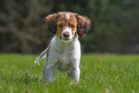 Small Dutch Waterfowl Dog