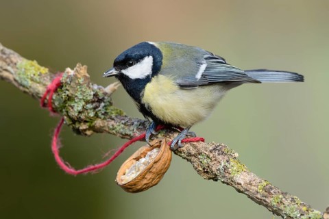 Great tit