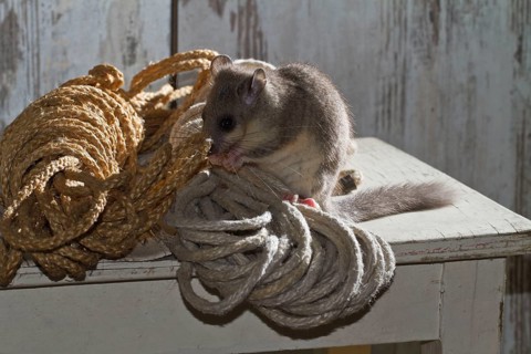 Fat dormouse