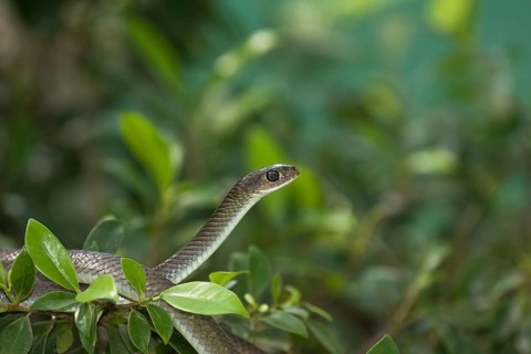 Chinese rat snake
