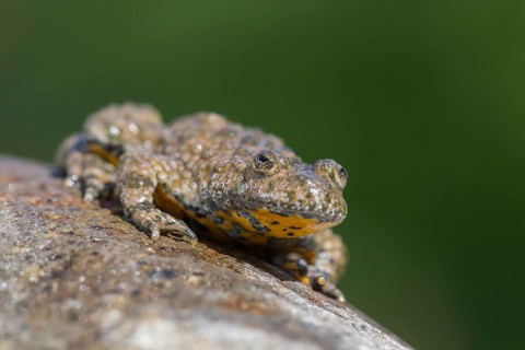 Yellow-bellied toad