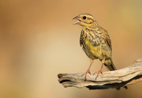 Cirl bunting
