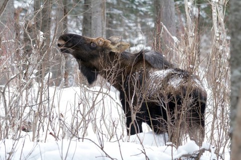 Elk