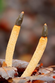 Dog Stinkhorn