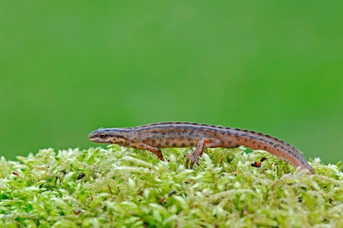 Common newt