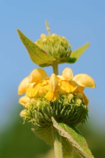 Yellow fireweed