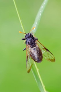 Birch Sawfly
