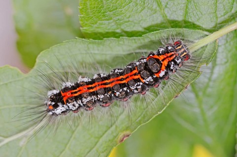 Yellow-tail