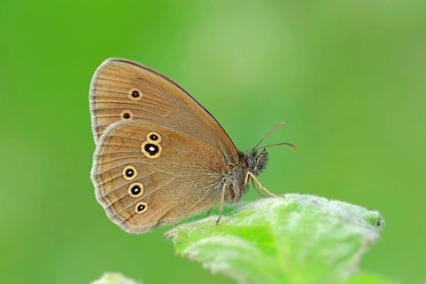 Ringlet