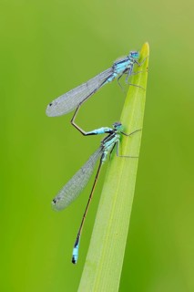 Blue-tailed Damselflies
