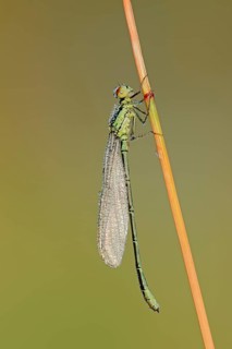 Small Red-eyed Damselfly