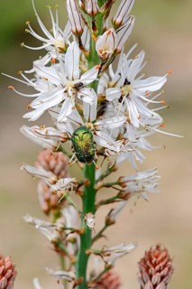 White asphodel