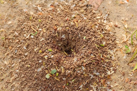 Harvester ants