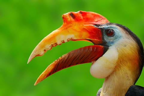 Sunda Wrinkled Hornbill