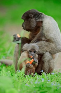 Common Woolly Monkey