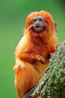 Golden Lion Tamarin