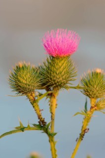 Common thistle