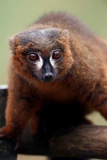 Red-bellied lemur