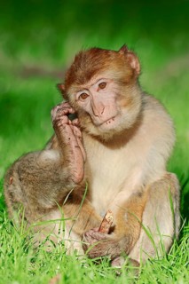 Young Barbary Ape