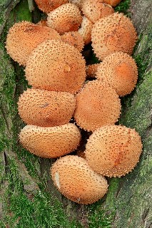 Shaggy scalycap