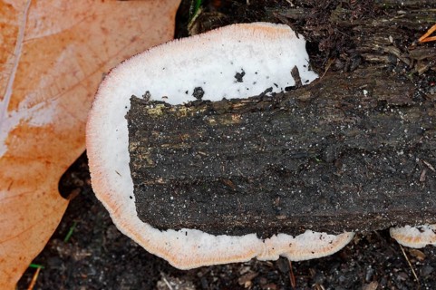 Jelly Rot