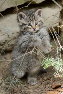 European Wildcat