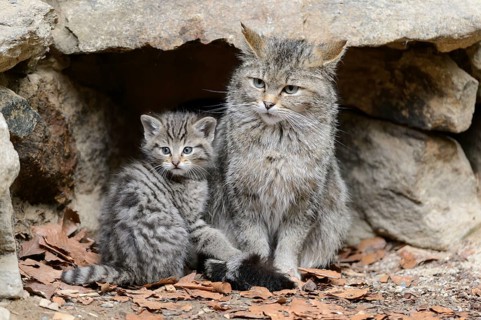 European Wildcat