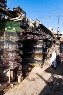 Birds for sale