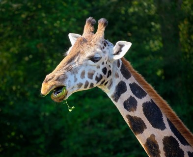 Rothschild's Giraffe