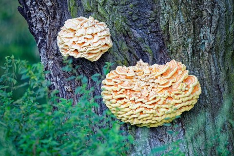 Sulphur polypore