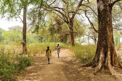 Teak tree forest in Eastern Equatoria state