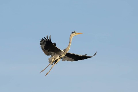 Grey heron