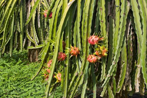 Dragon fruit