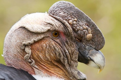 Andean Condor